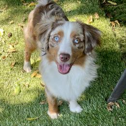 Duke - Toy Australian Shepherd