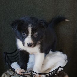 Ant - Tri-color female Border Collie puppy in Olive Hill, Kentucky from SaturnMoon MAS & BC