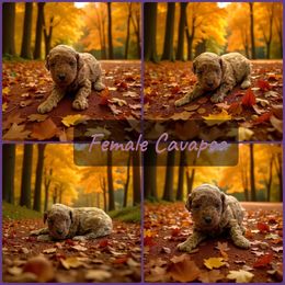 Female Red - Red female Cavapoo puppy in Harrah, Oklahoma from Sunshines Pomeranians & Cavapoos