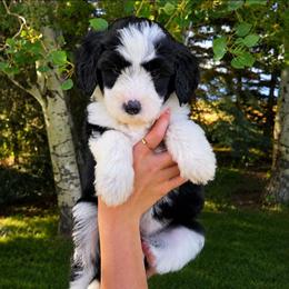 Jessie - Black and white female Sheepadoodle puppy in Ashton, Idaho from Kerr Kanine Ranch