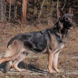 German Shepherds from Royale German Shepherds