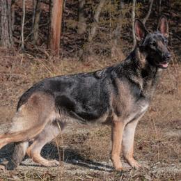 German Shepherds from Royale German Shepherds