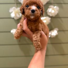 Peanut - Red female Bernedoodle puppy in Ocala, Florida from Bernedoodles of Florida
