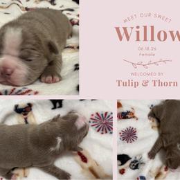 Willow - Lilac female Boston Terrier puppy in El Paso, Texas from Little Mister and Little Miss Boston Terriers