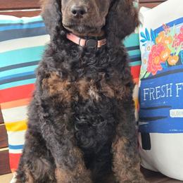 Robyn - Sable female Poodle puppy in Bauxite, Arkansas from Mountain Ridge Poodles