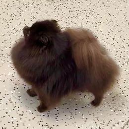 DIVA - Pomeranian