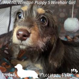 Puppy 5 - Chocolate and tan female Dachshund puppy in Anamosa, Iowa from Melsh Precious Pets
