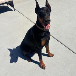 Vogue - Doberman Pinscher