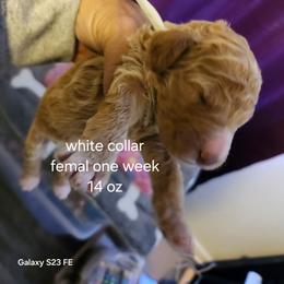 White collar Patsy - Apricot female Goldendoodle puppy in Fairmount, Indiana from Capens' Doodles,Poodles and Poo's