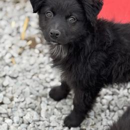 Wicked - male Miniature Australian Shepherd puppy in El Dorado Springs, Missouri from HP Aussie Kennels