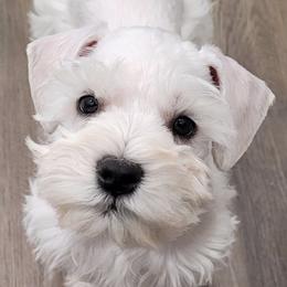 Miniature Schnauzers from J&K's Miniature Schnauzers