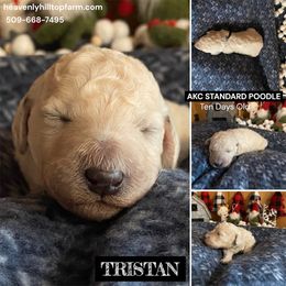 TRISTAN - Black Collar Boy - Cream male Poodle puppy in Charlo, Montana from Heavenly Hilltop Farm