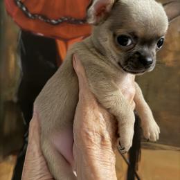 Cooper Jr - Fawn brindled black male Chihuahua puppy in Conroe, Texas from Linda's Chihuahuas