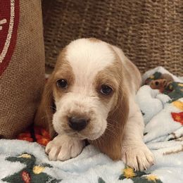 Basset Hounds from Eberlan Bassets