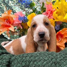 Hoover - Lemon and white male Basset Hound puppy in Big Rapids, Michigan from Basket Hound Bassets