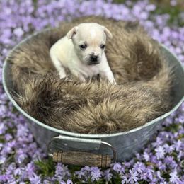 Male 1 - Fawn Chihuahua puppy in New Enterprise, Pennsylvania from Kayla's Chihuahuas