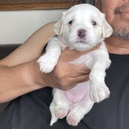 Girl 4 - White female Maltipoo puppy in Las Vegas, Nevada from Maltipoo_vegas