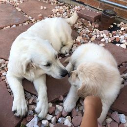 Goldendoodles and Golden Retrievers from Selah Springs Puppies