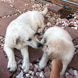 Goldendoodles and Golden Retrievers from Selah Springs Puppies