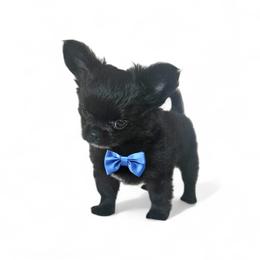 AKC Brave Boss 3500 - Black male Chihuahua puppy in Brooklyn, New York from Nadezhda's Chihuahuas