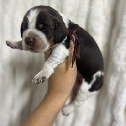 Maroon girl - Tri-Roan female English Springer Spaniel puppy in Fairfield, California from Goldridge Springers