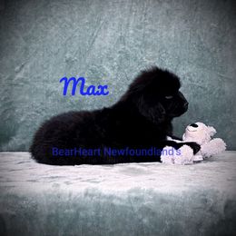 Max - White and black male Newfoundland puppy in Cortez, Colorado from Bear Heart Newfoundlands, LLC