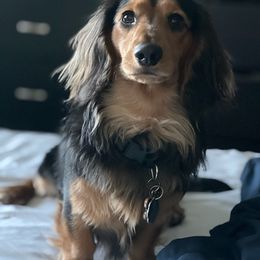 Dachshund All Grown Up from Donna’s Dachshunds