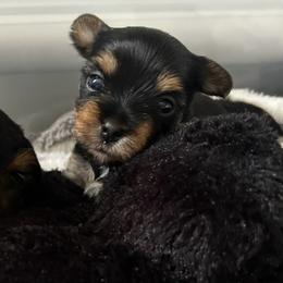 Elsa - Black and tan female Yorkshire Terrier puppy in Phil Campbell, Alabama from MagnoliaYorkies