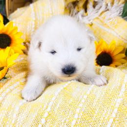 Arrow - White and biscuit female Samoyed puppy in West Jordan, Utah from Rocky Mountain Samoyeds