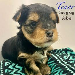 Tenor - Black and tan male Yorkshire Terrier puppy in Galesburg, Illinois from Sunny Sky Yorkies