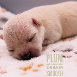 Plum - Cream female Chihuahua puppy in Forsyth, Georgia from Brooks Grove Canines LLC