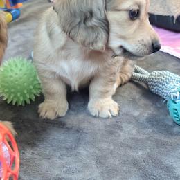 Pixie - Cream female Dachshund puppy in Caulfield, Missouri from Hocomo Hollow Doxies