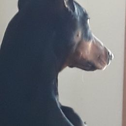 Doberman Pinschers, Flat-Coated Retrievers, and Golden Retrievers from Creekwood Kennel