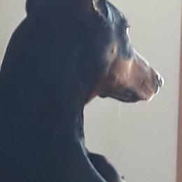 Doberman Pinschers, Flat-Coated Retrievers, and Golden Retrievers from Creekwood Kennel