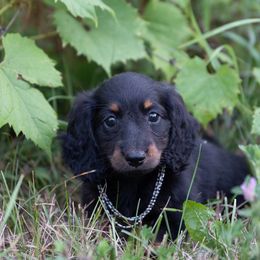 Davy - Black and tan male Dachshund puppy in Crystal, Michigan from Mare-bella Dachshunds