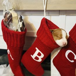 Brittany Puppies from HillTop Brittany Kennel