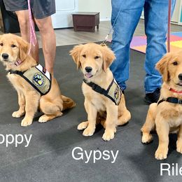 Goldendoodle and Golden Retriever Puppies from Goldie Locks Golden Retrievers & Doodles