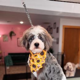Copper - Bernedoodle