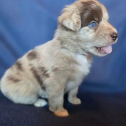 Bandit - Red merle male Australian Shepherd puppy in Kingman, Arizona from Long Mt Aussies