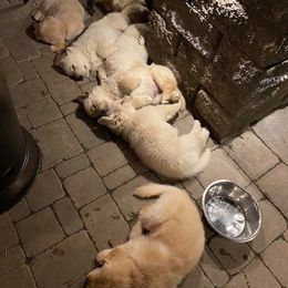 Golden Retriever Puppies from EP's Golden Retrievers