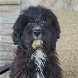 Bear - Black & white male Australian Shepherd puppy in Limestone, Tennessee from Pilot Hill Teddy Bear Puppies