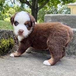 Athena - Red tri female Miniature Australian Shepherd puppy in Sandy Hook, Kentucky from RidgeTop Aussies