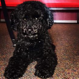 Poodle Puppies from Seattle Sankofa Kennel Club