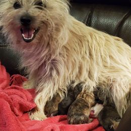 Cairn Terrier Puppies from Ferguson's Cairn Terriers