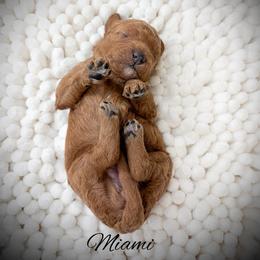 Miami - Red  female Goldendoodle puppy in from Pink Poodles and Doodles