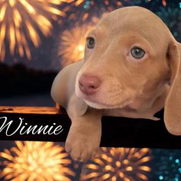 Dachshund Puppies from Vibrant Eyes Doxies