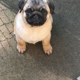 Pug Puppies from HOOPLA PUGS