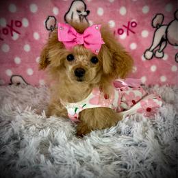 Tiny Allie - Apricot female Poodle puppy in Newcomerstown, Ohio from Sheri’s Lil Angel’s