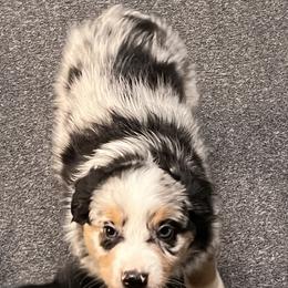 Boy 2 - Blue merle Miniature Australian Shepherd puppy in Corydon, Indiana from Arbuckle’s Lookin Good Aussies (LGA)