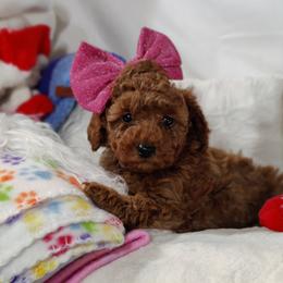 Casey-OFA and CHIC parents - Red  female Poodle puppy in Westfield, North Carolina from Legacy Pets
